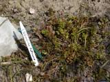 Die Sibirische Fetthenne kommt in Sibirien und Zentral-Asien in Fels-Ritzen, auf Bergsteppen und auf steinigen und kiesigen Böden vor. Habe die Pflanze 2014 gepflanzt.